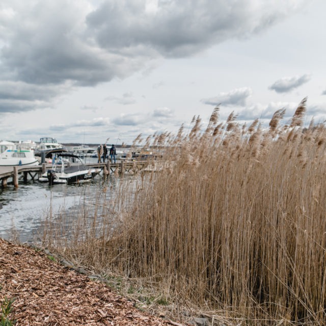 Yachthafenresort Fleesensee I 🛥 www.sbs-fleesensee.de I Hafen